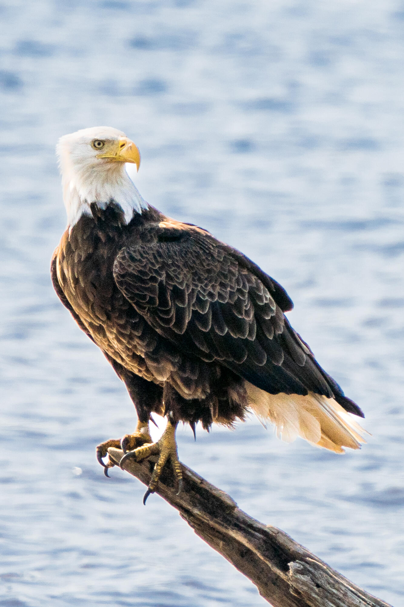 46 Rivers Edge Drive Woolwich, ME 04579 - Photo 177 of 234 46 River Edge Drive Woolwich 167