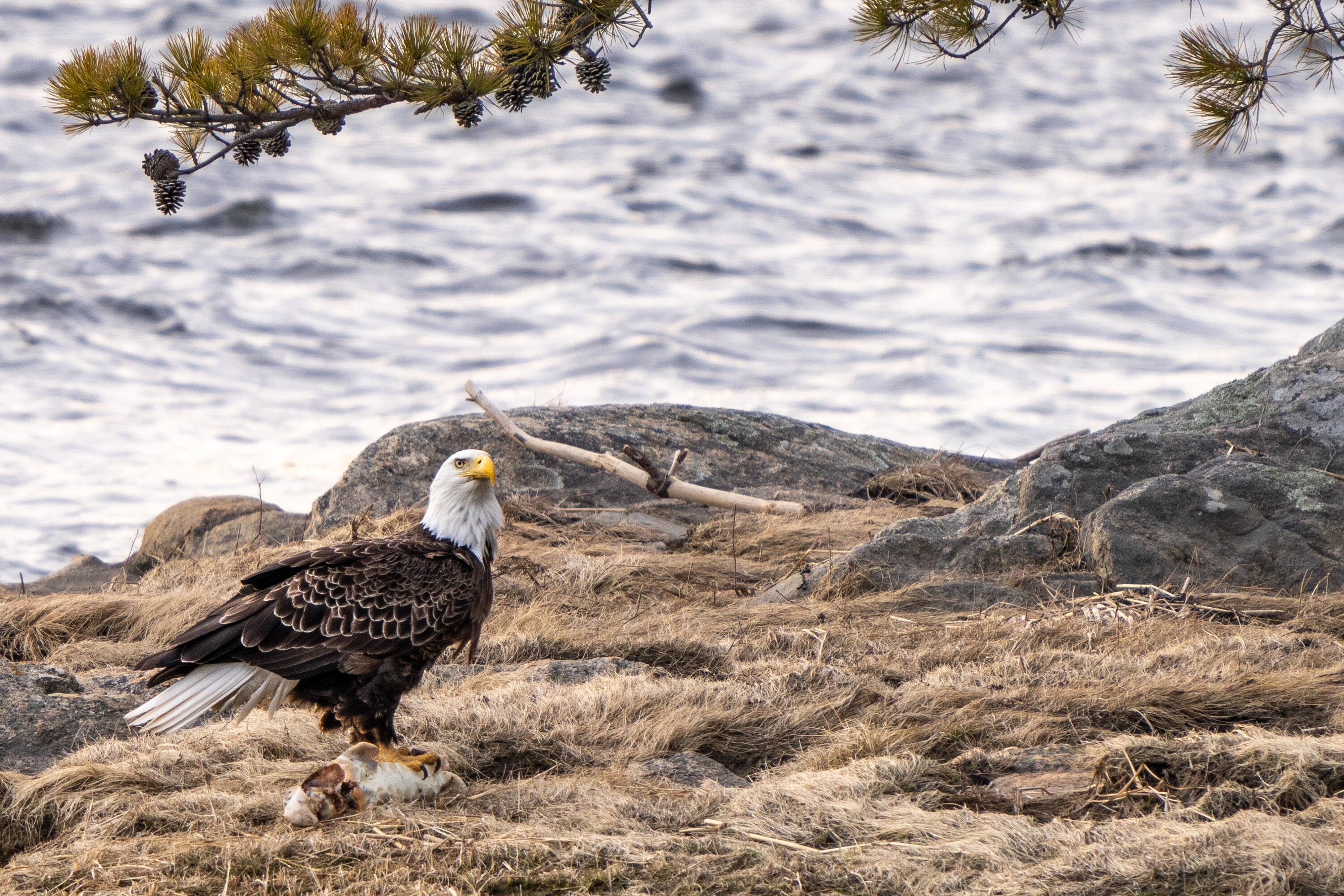 46 Rivers Edge Drive Woolwich, ME 04579 - Photo 179 of 234 46 River Edge Drive Woolwich 169