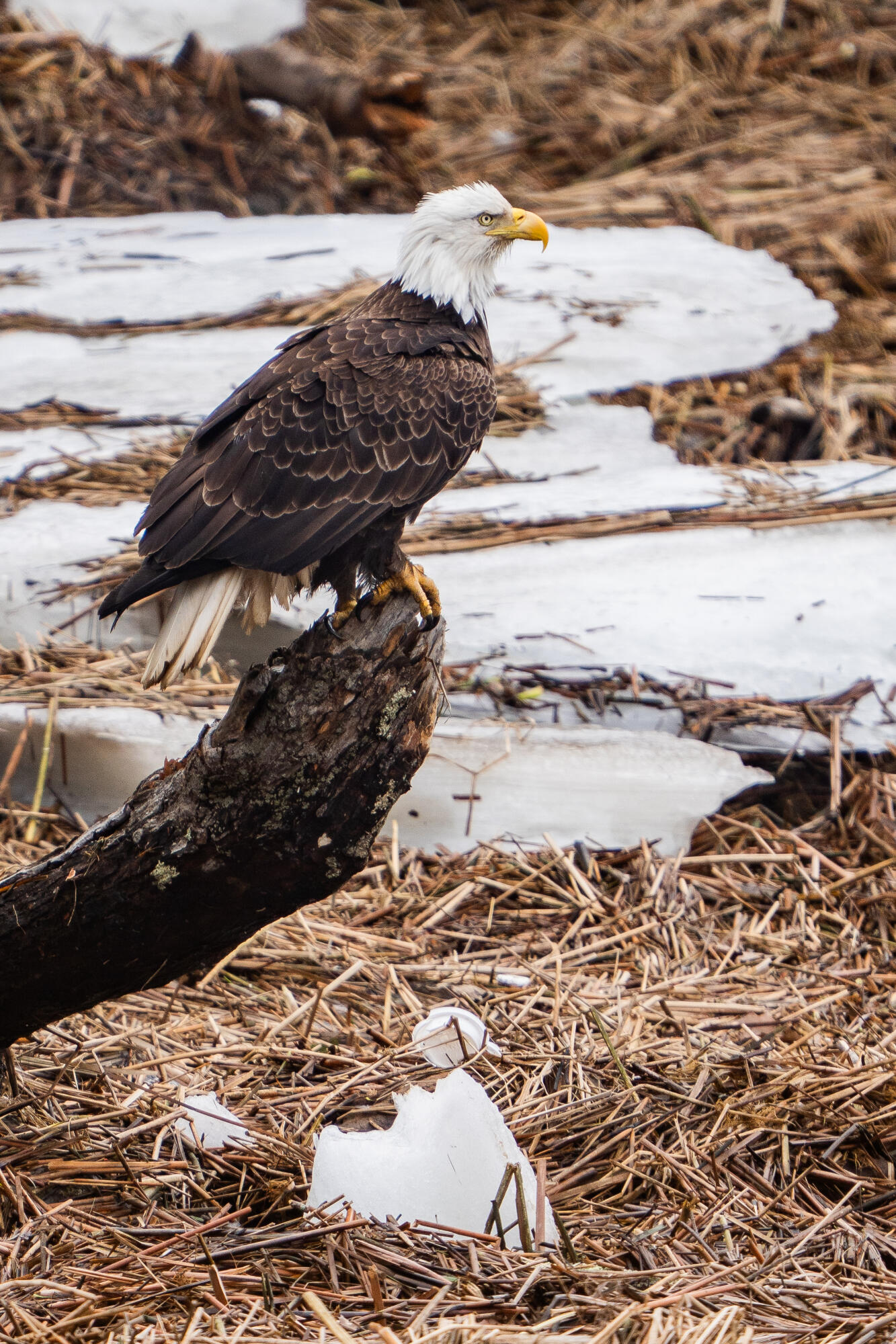 46 Rivers Edge Drive Woolwich, ME 04579 - Photo 180 of 234 46 River Edge Drive Woolwich 170