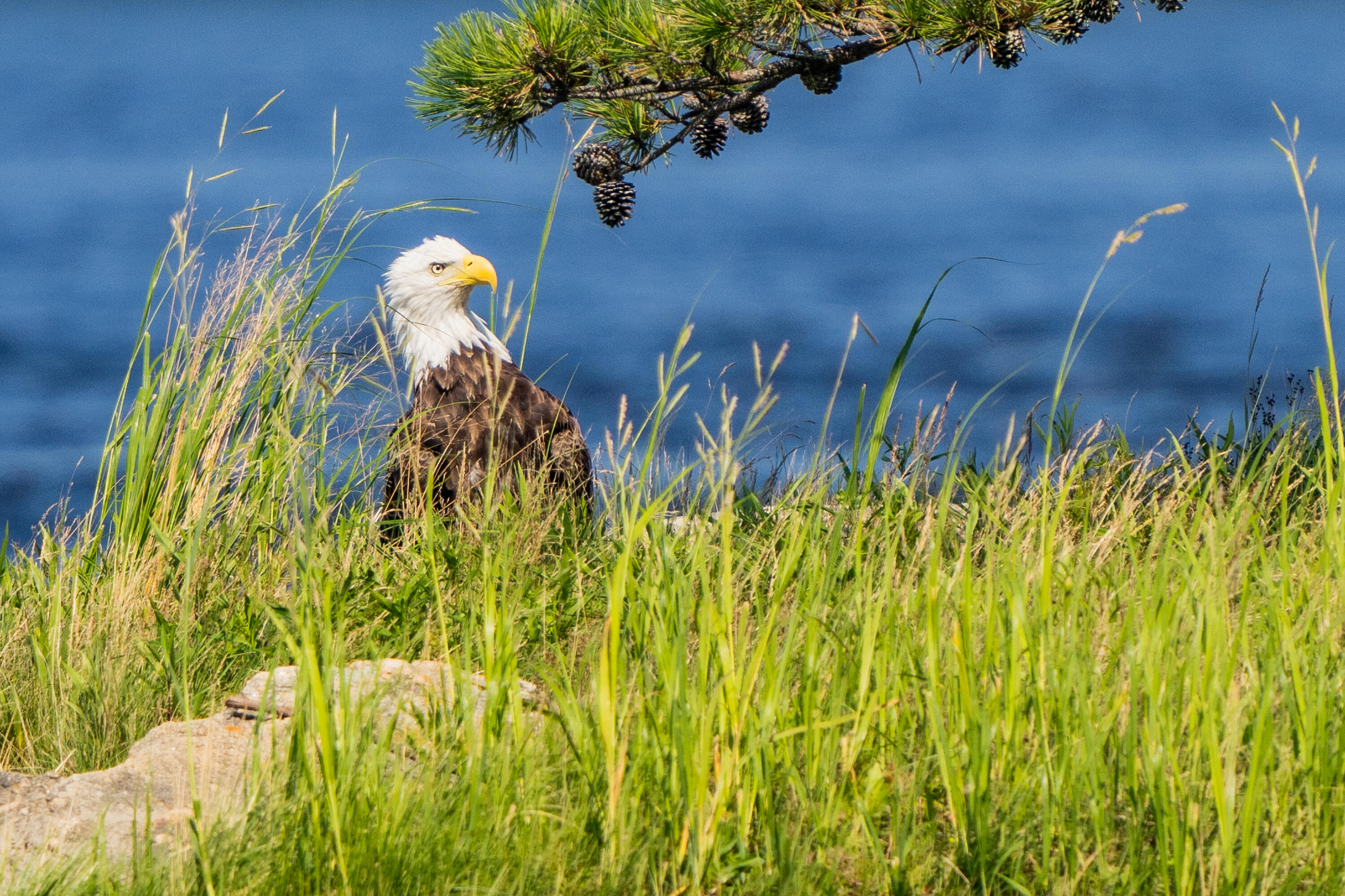 46 Rivers Edge Drive Woolwich, ME 04579 - Photo 53 of 234 46 River Edge Drive Woolwich 166