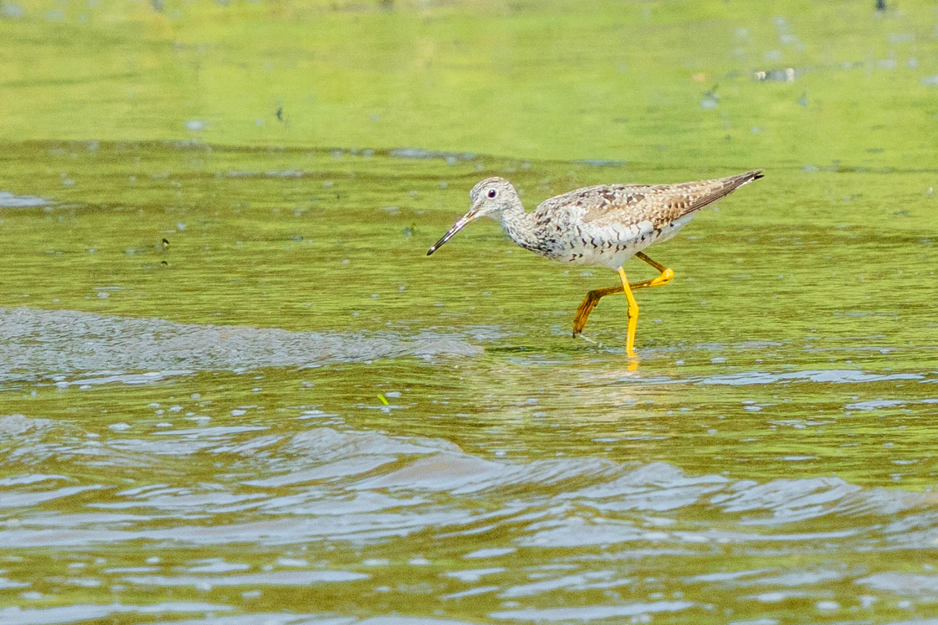 46 Rivers Edge Drive Woolwich, ME 04579 - Photo 54 of 234 46 River Edge Drive Woolwich 171