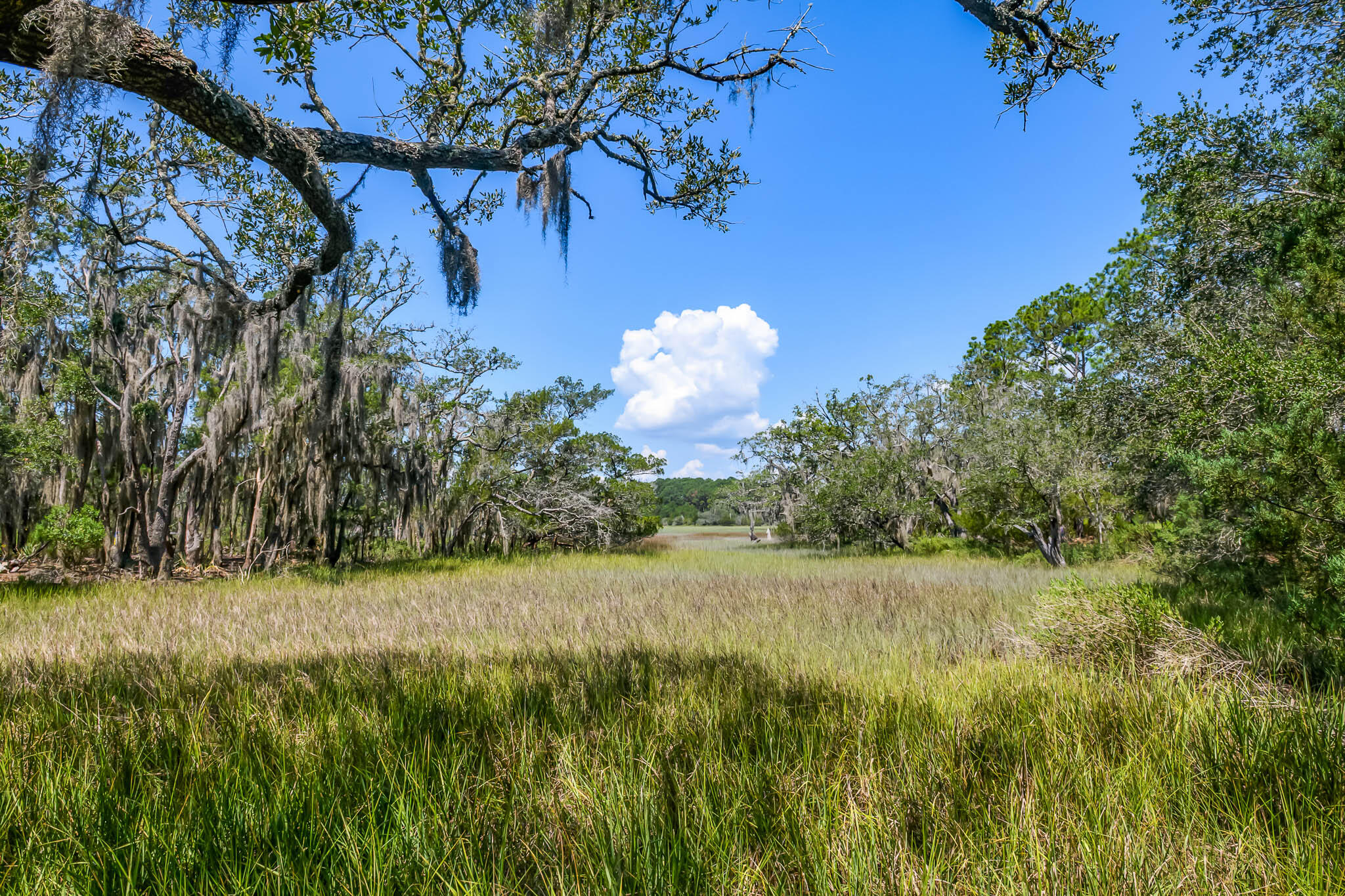 6258 Josie Ridge Road Wadmalaw Island, SC 29487 - Photo 9 of 43 HFL_6258 JOSIE RIDGE-5