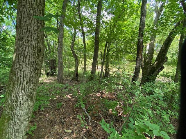 6331 Sherman Road Galena, OH 43021 - Photo 18 of 57 Ravine and woods.