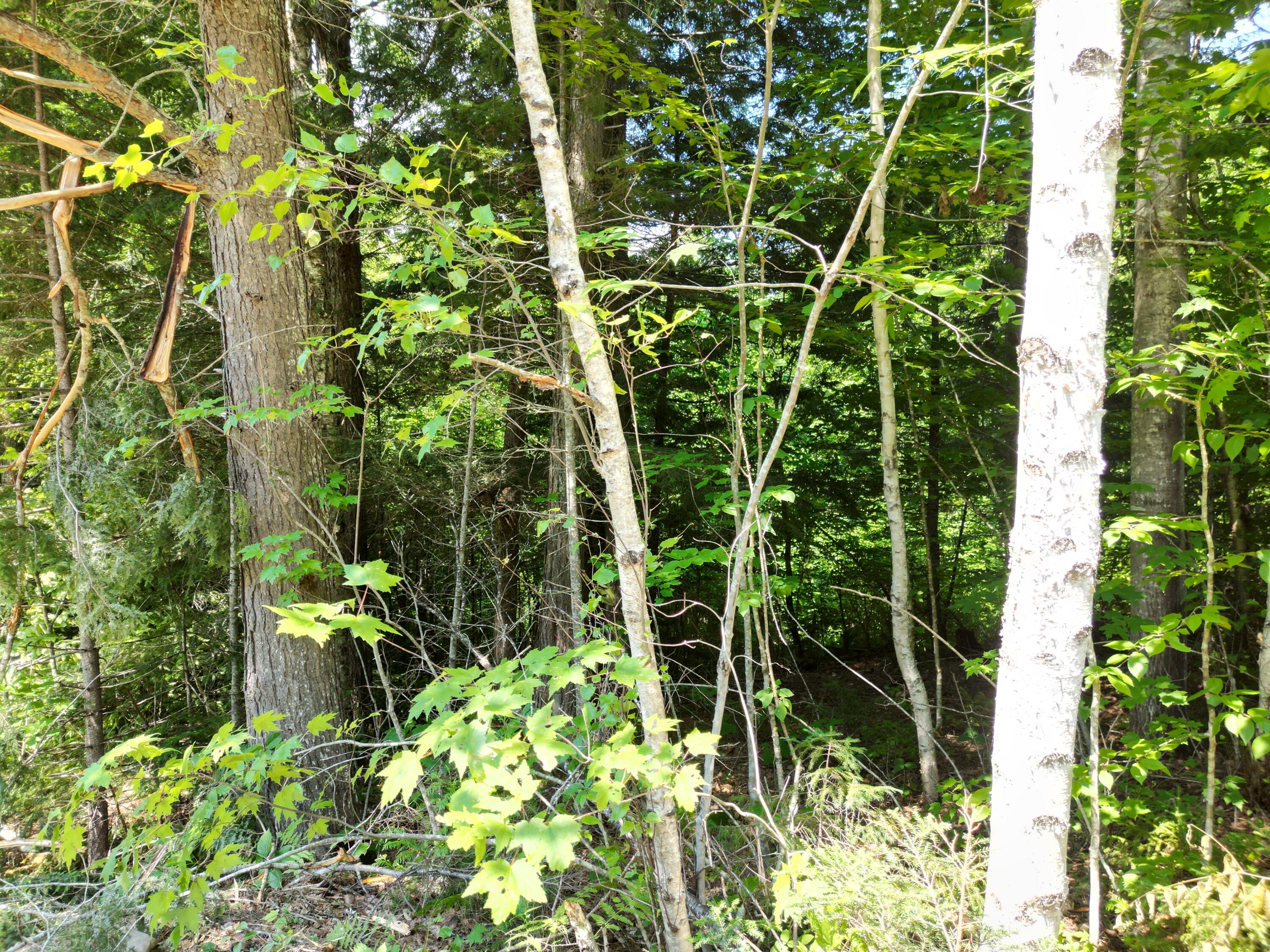 Lot 8 Dirty Glove Road Springfield, ME 04487 - Photo 17 of 21 DJI_0020