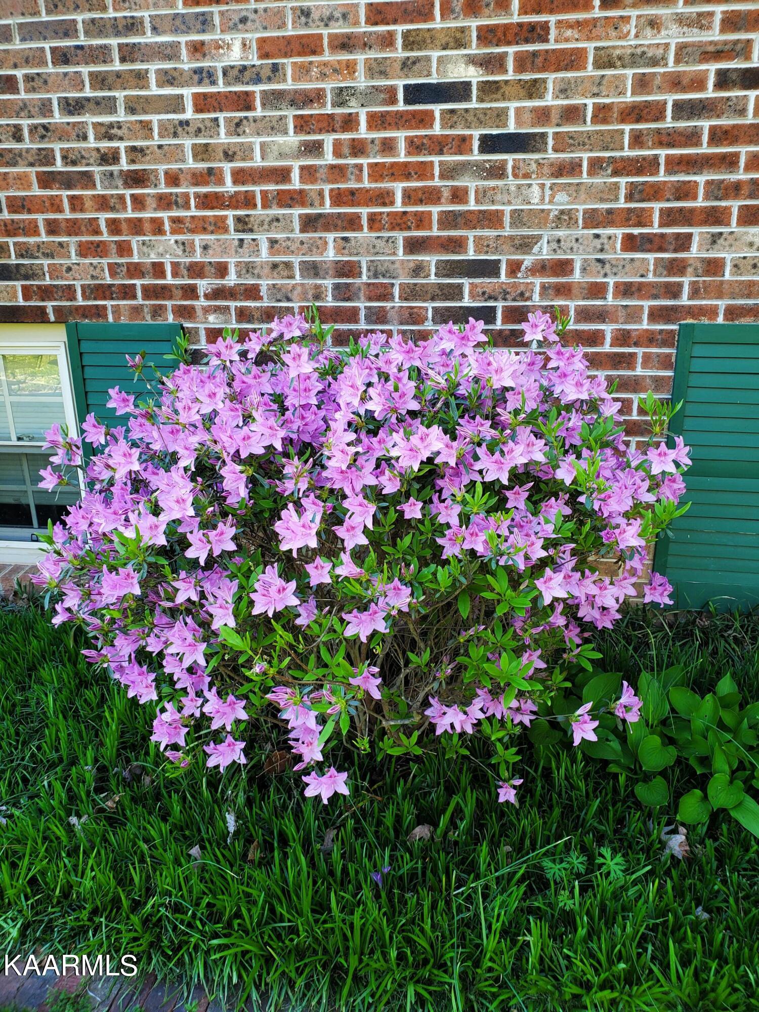 111 Tidewater Lane Oak Ridge, TN 37830 - Photo 3 of 37 flowering bushes