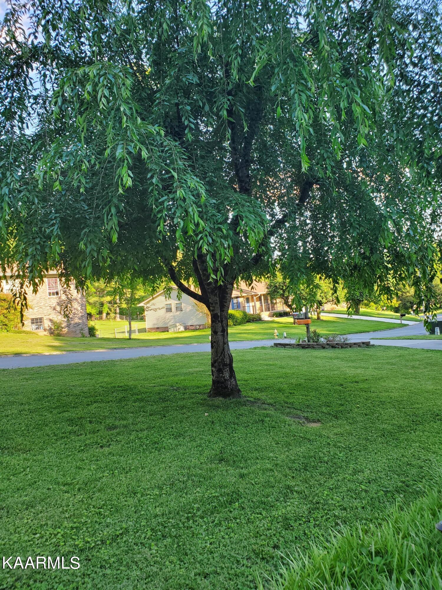 111 Tidewater Lane Oak Ridge, TN 37830 - Photo 34 of 37 Weeping Cherry Tree