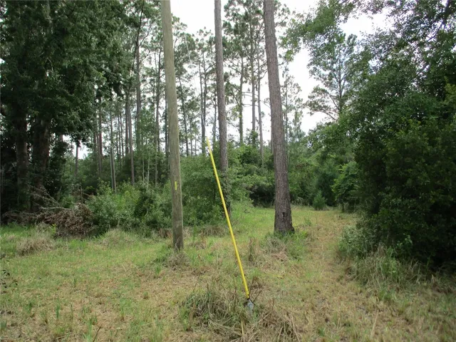 a view of a forest with trees in the background