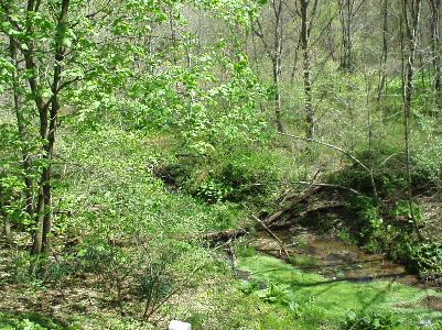 2930 57 Road Kunkletown, PA 18058 - Photo 3 of 11 a view of a lush green forest with large trees