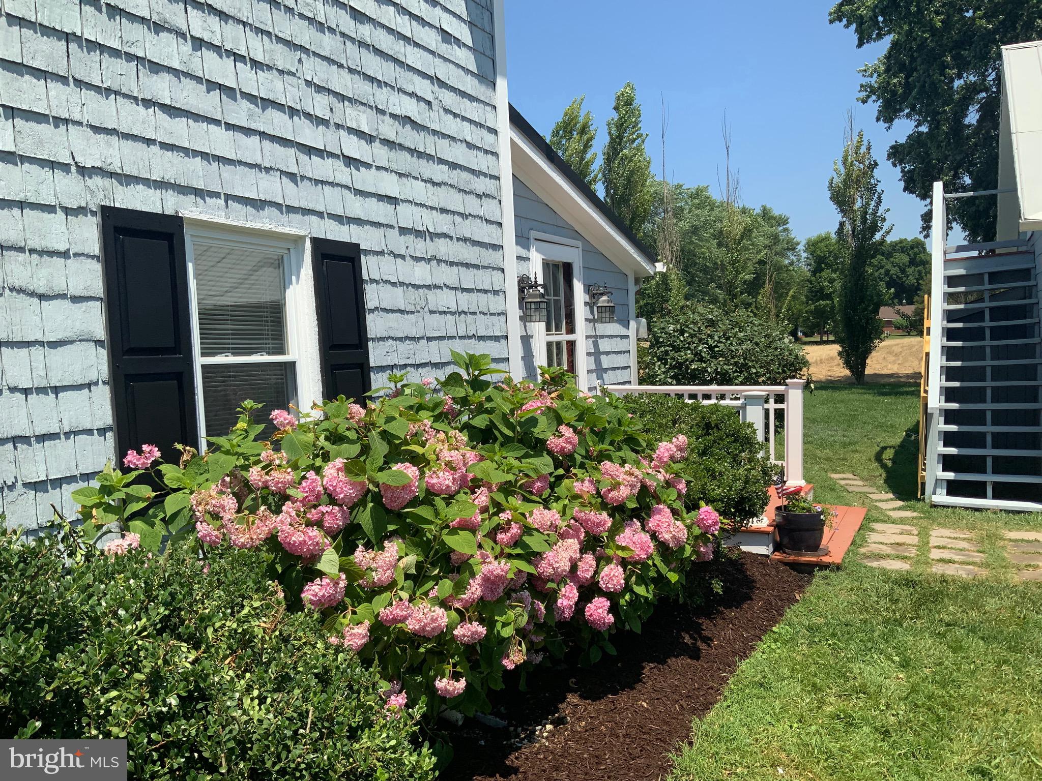22582 Pot Pie Road Wittman, MD 21676 - Photo 15 of 64 Hydrangea’s abound!