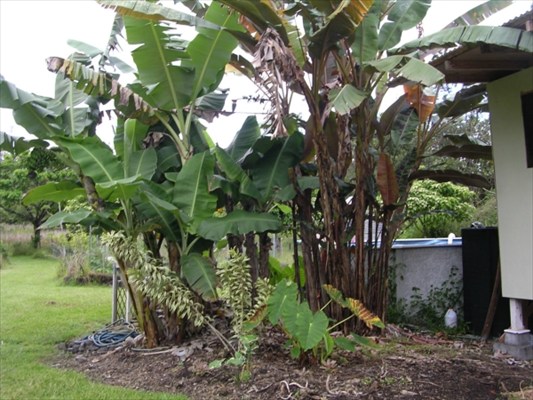 16-1180 Pulelehua Road Keaau, HI 96749 - Photo 2 of 14 Gallery Image 2
