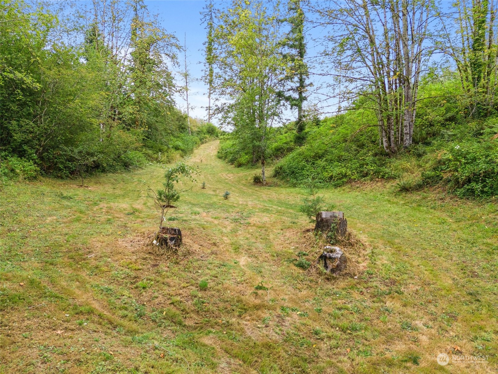 299 Logan Hill Road Chehalis, WA 98532 - Photo 38 of 40 a view of a yard with an trees