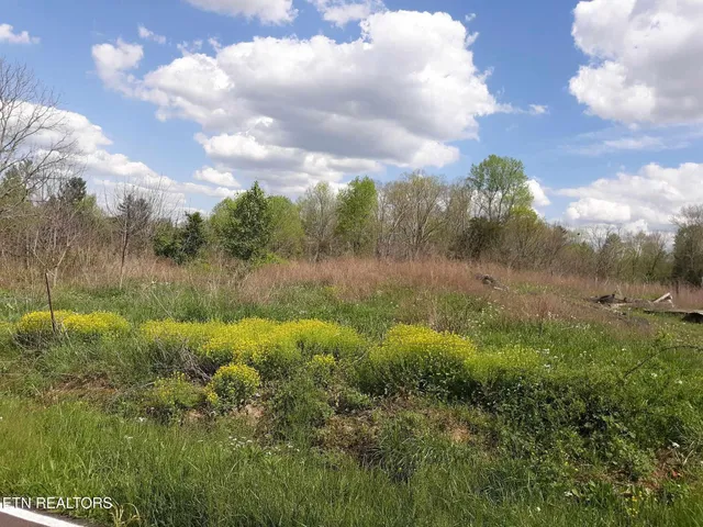 a view of a yard with a tree