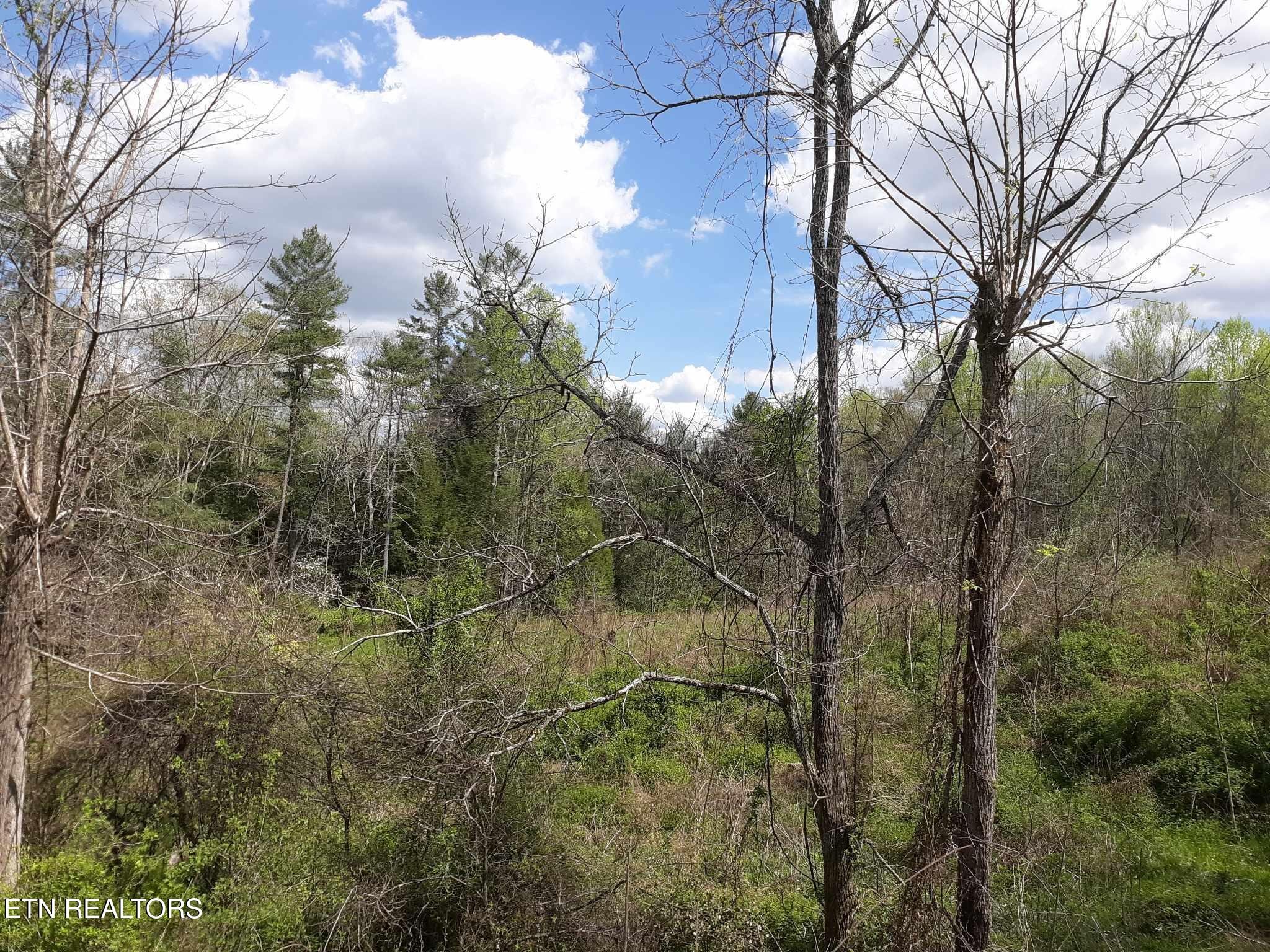 5054 Mt Helen Road Allardt, TN 38504 - Photo 20 of 34 a view of a forest