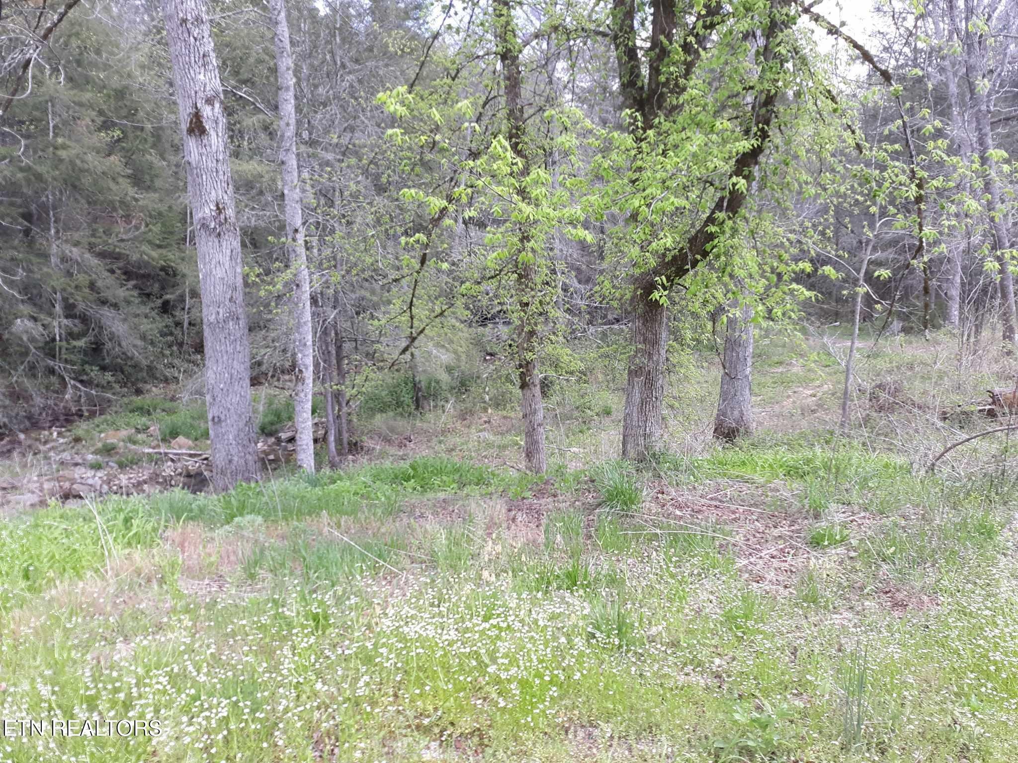 5054 Mt Helen Road Allardt, TN 38504 - Photo 2 of 34 a big yard with lots of green space and plants