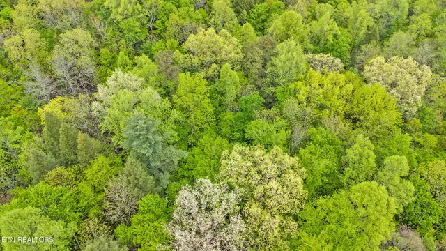 a view of a lush green forest