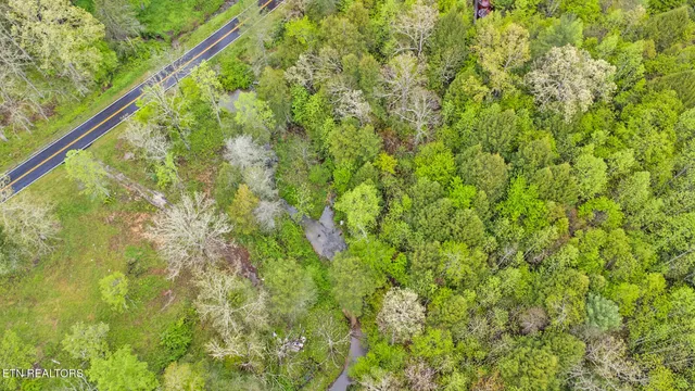 a view of a lush green forest with a tree