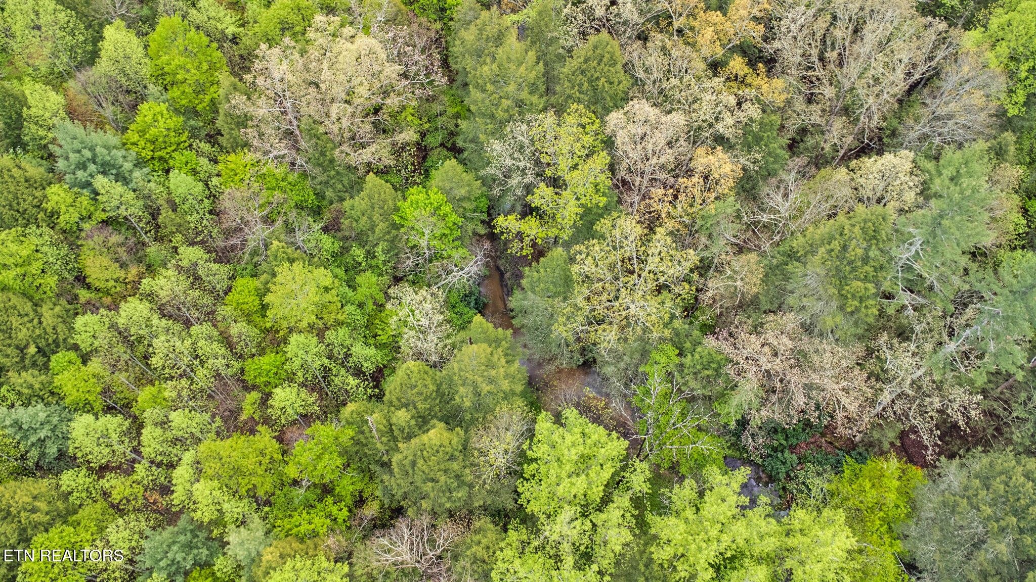 5054 Mt Helen Road Allardt, TN 38504 - Photo 29 of 34 a view of a lush green forest with a tree