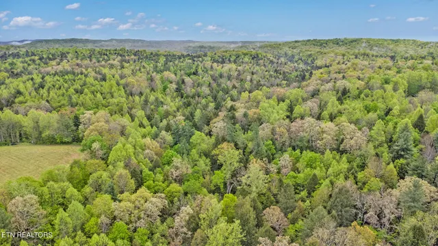 a view of a green field with plants