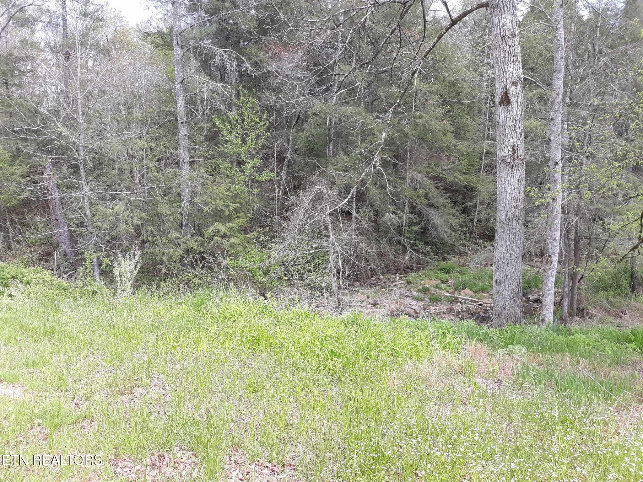 5054 Mt Helen Road Allardt, TN 38504 - Photo 3 of 34 a view of outdoor space and trees