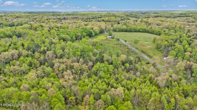 a view of a garden with plants and large trees