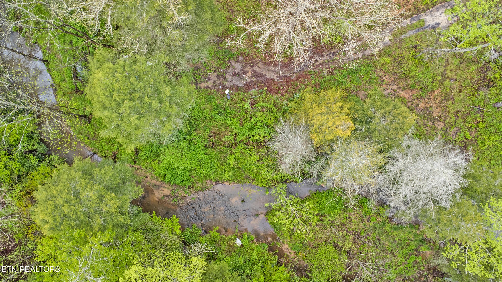 5054 Mt Helen Road Allardt, TN 38504 - Photo 33 of 34 a view of a garden with plants and large trees