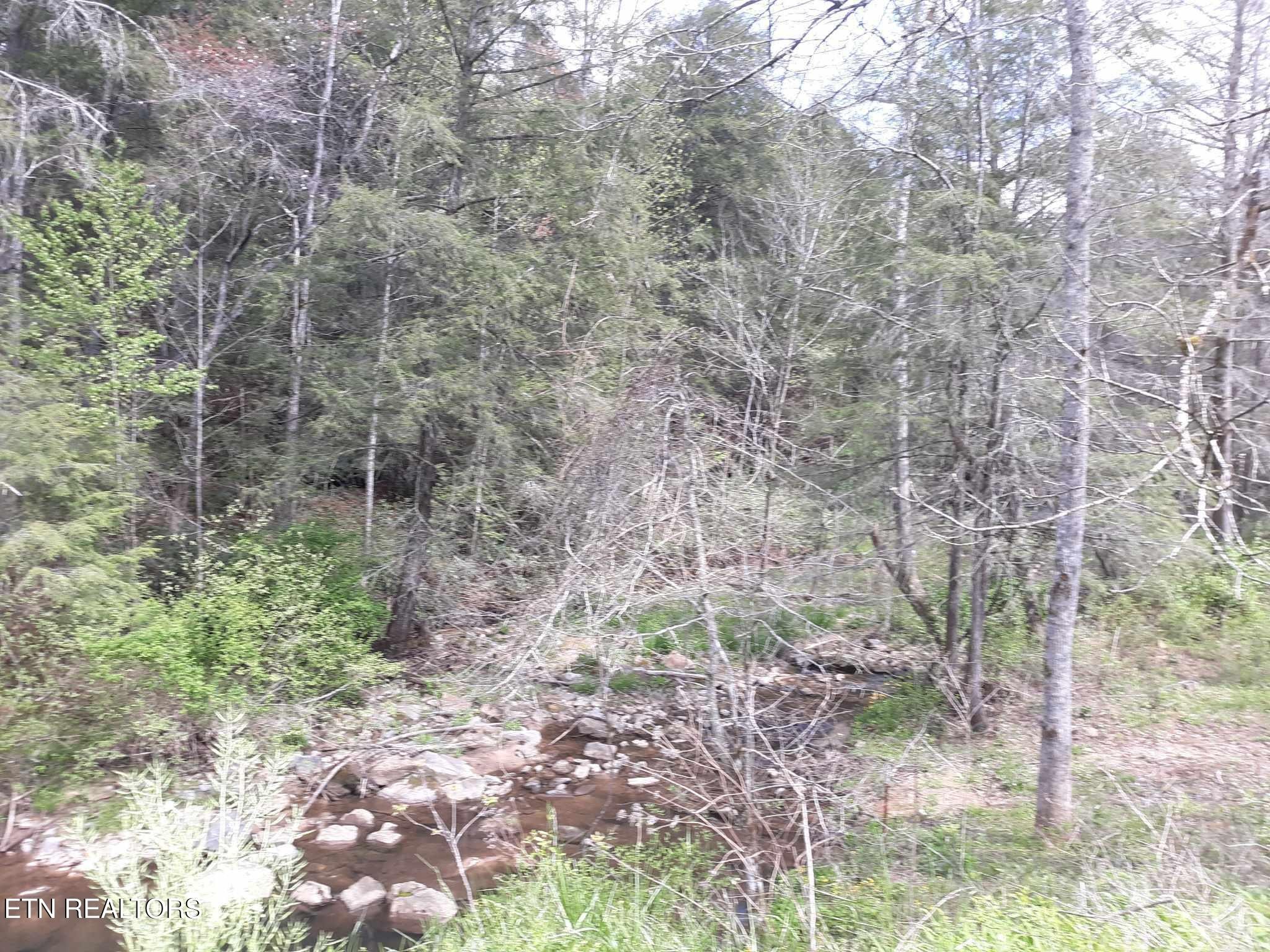 5054 Mt Helen Road Allardt, TN 38504 - Photo 5 of 34 a view of a forest that has a tree