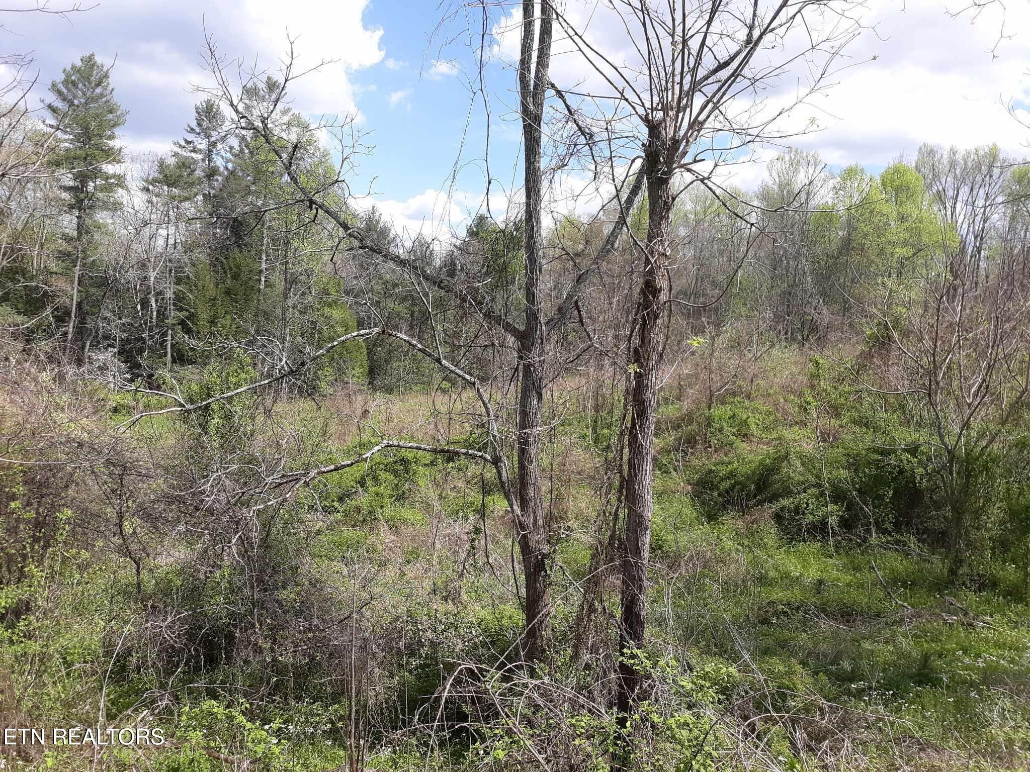 5054 Mt Helen Road Allardt, TN 38504 - Photo 8 of 34 a view of a yard