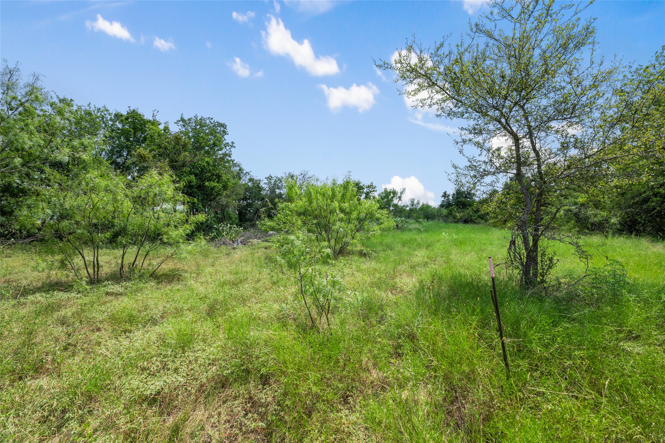 925 1st Street Jarrell, TX 76537 - Photo 3 of 7 View of local wilderness