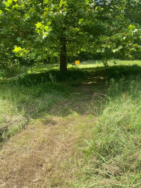 5217 Ragsdale Road Manchester, TN 37355 - Photo 4 of 9 a view of yard with green space