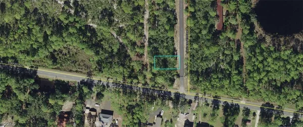 a view of a lush green forest with lots of trees