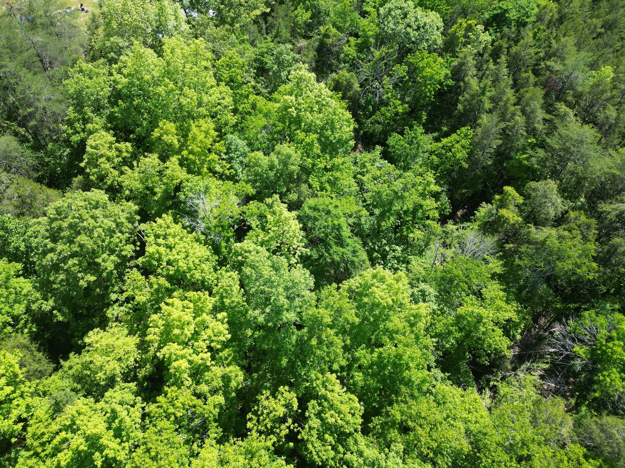 828 McCord Hollow Road Hohenwald, TN 38462 - Photo 24 of 35 a view of a lush green forest
