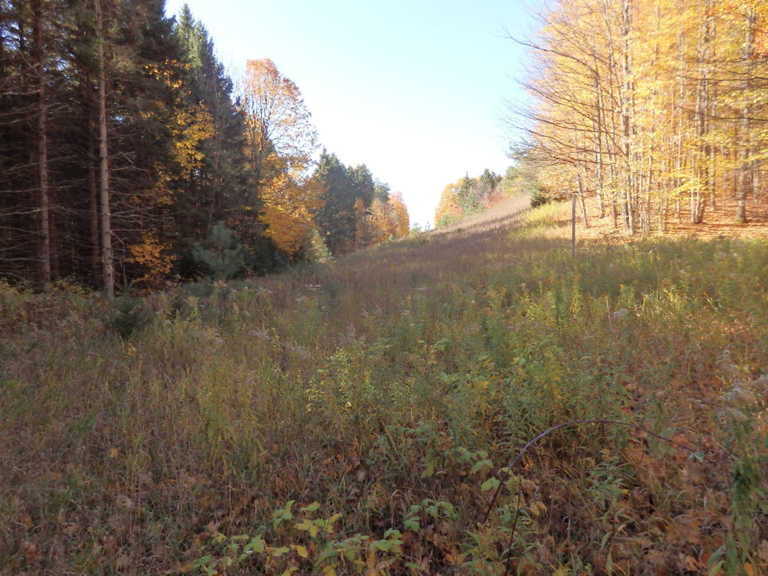 Chief Road Kaleva, MI 49645 - Photo 1 of 6 PA280121