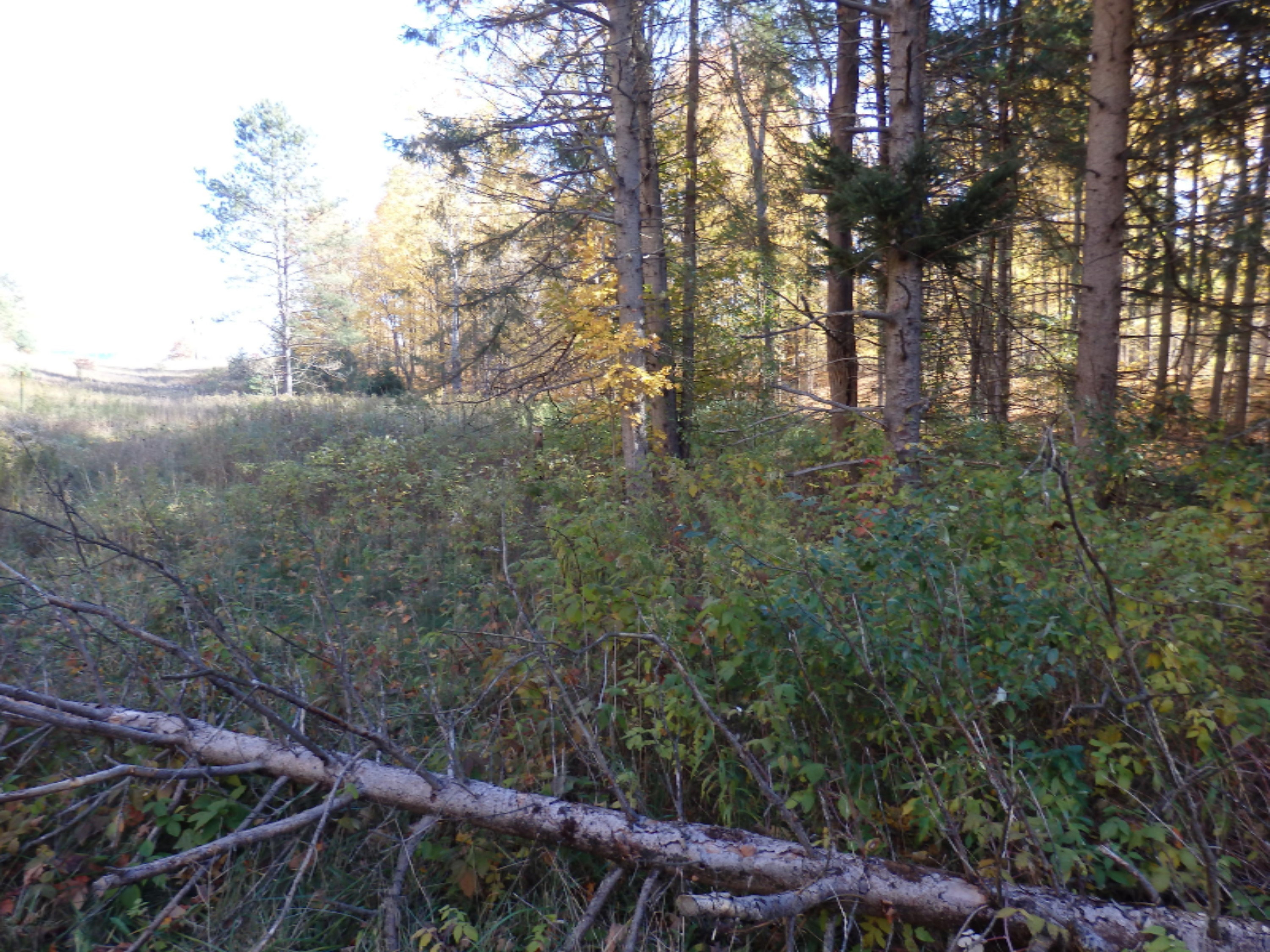 Chief Road Kaleva, MI 49645 - Photo 3 of 6 PA280123