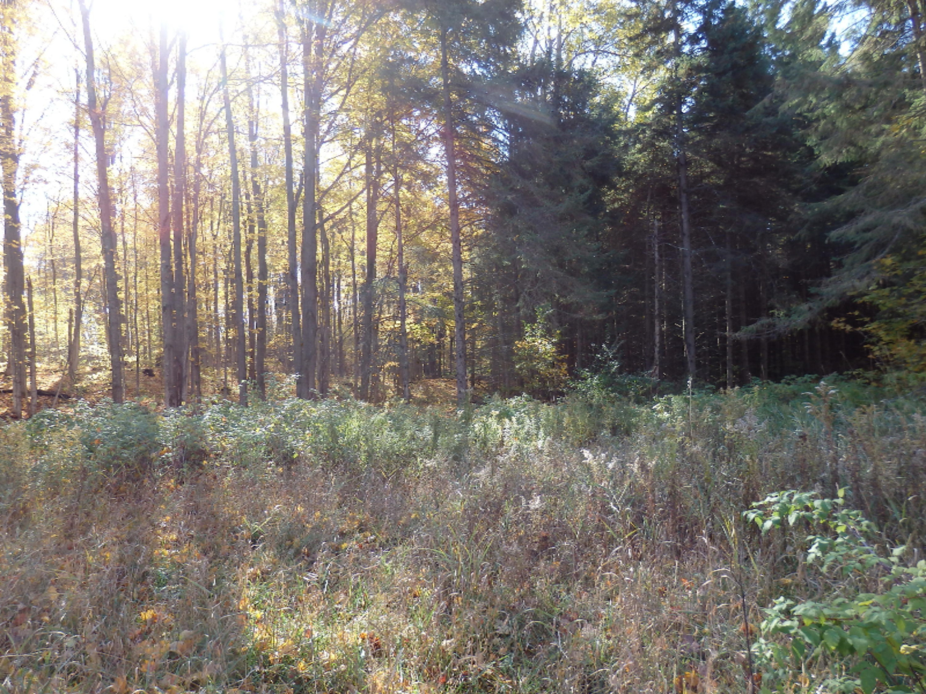 Chief Road Kaleva, MI 49645 - Photo 4 of 6 PA280124