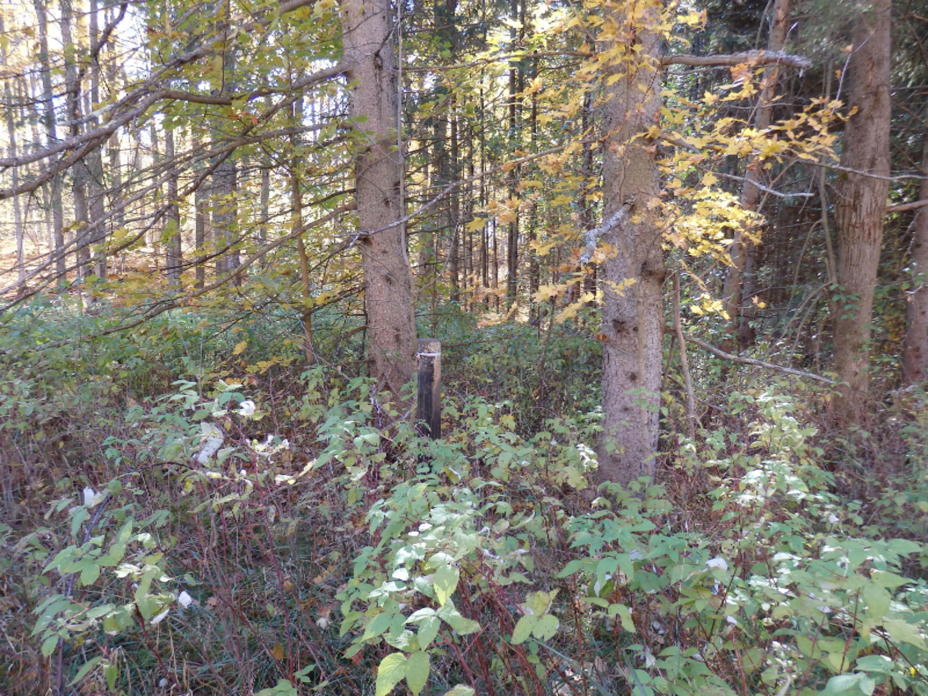 Chief Road Kaleva, MI 49645 - Photo 6 of 6 PA280126