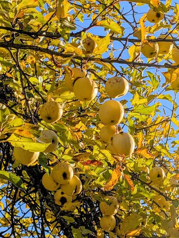 $465,000 | 26310 North River Estates Drive, Chattaroy, WA 99003