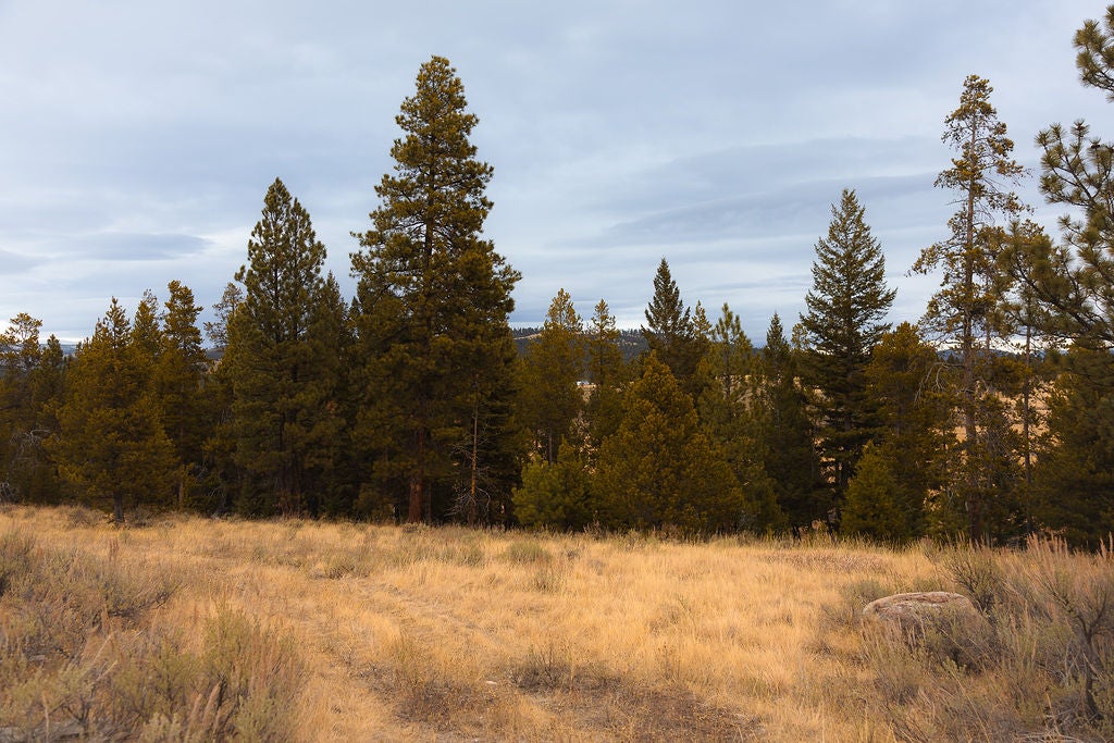3358 Strandskov Road Lincoln, MT 59639 - Photo 42 of 80 View of nature