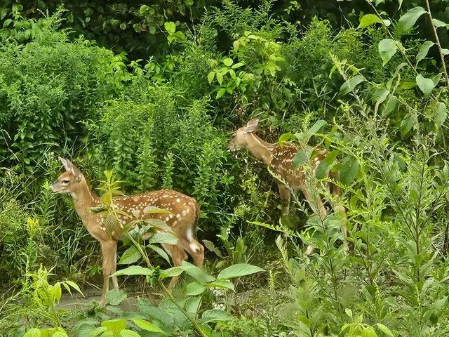 $275,000 | 1501 Eligo Lake Road, Greensboro, VT 05843