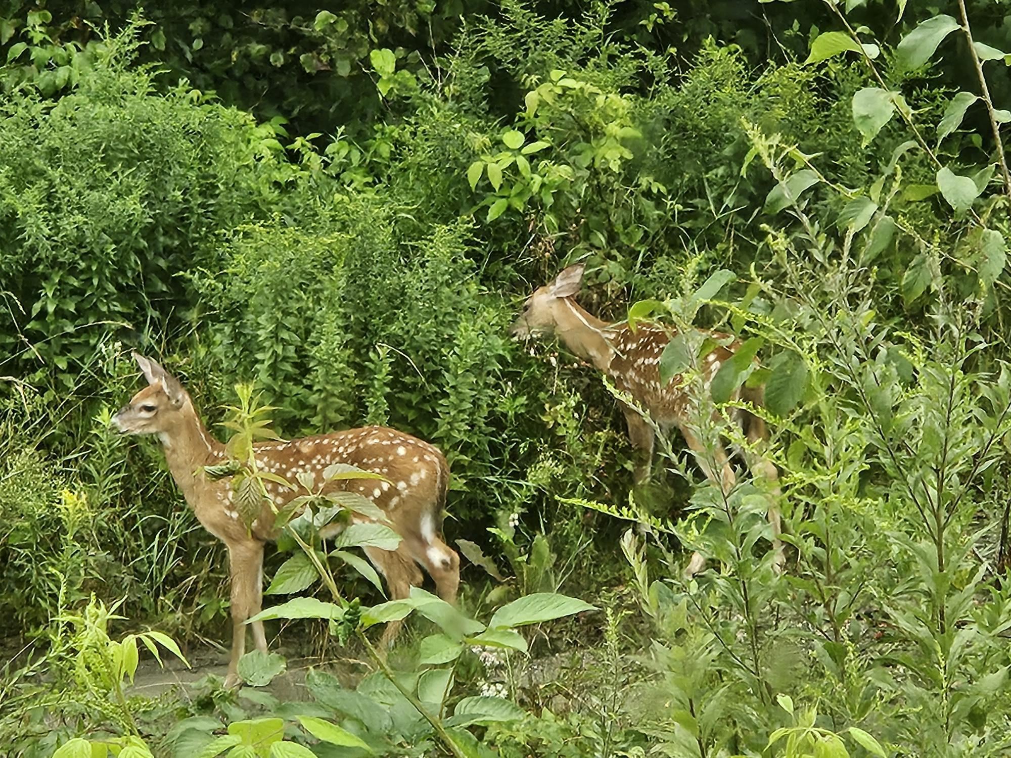 1501 Eligo Lake Road Greensboro, VT 05843 - Photo 11 of 16