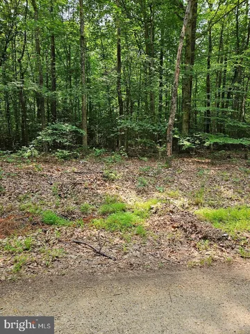 a view of a yard with plants and trees