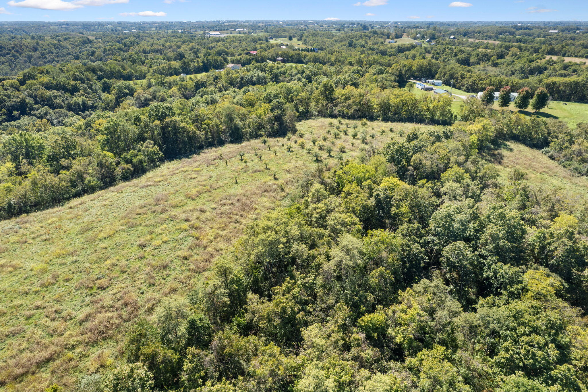 925 Lockmier Road Augusta, KY 41002 - Photo 30 of 52 Chestnut tree orchard on upper property.