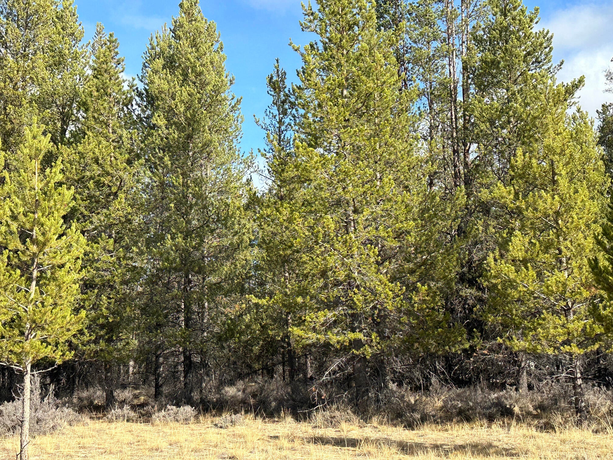 Split Rail Road, Unit 6100 La Pine, OR 97739 - Photo 20 of 28 IMG_0425
