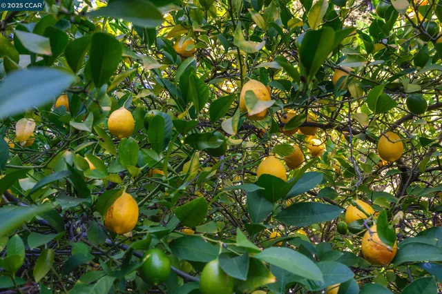 $2,350,000 | 471 El Rio, Danville, CA 94526