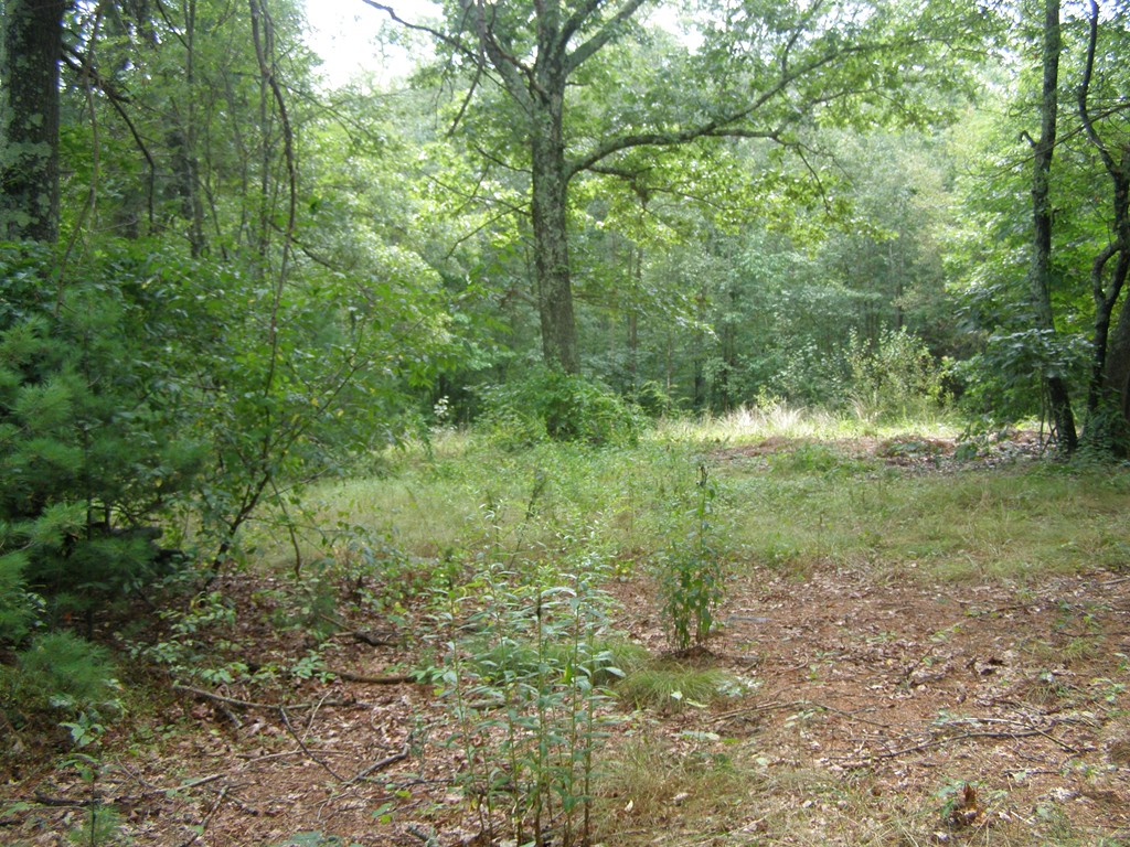 0 Stebbins Road Monson, MA 01057 - Photo 2 of 5 a view of outdoor space and trees