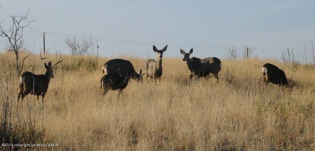 6670 Red Rock Road Amarillo, TX 79118 - Photo 68 of 71 Cropped - A buck and his does