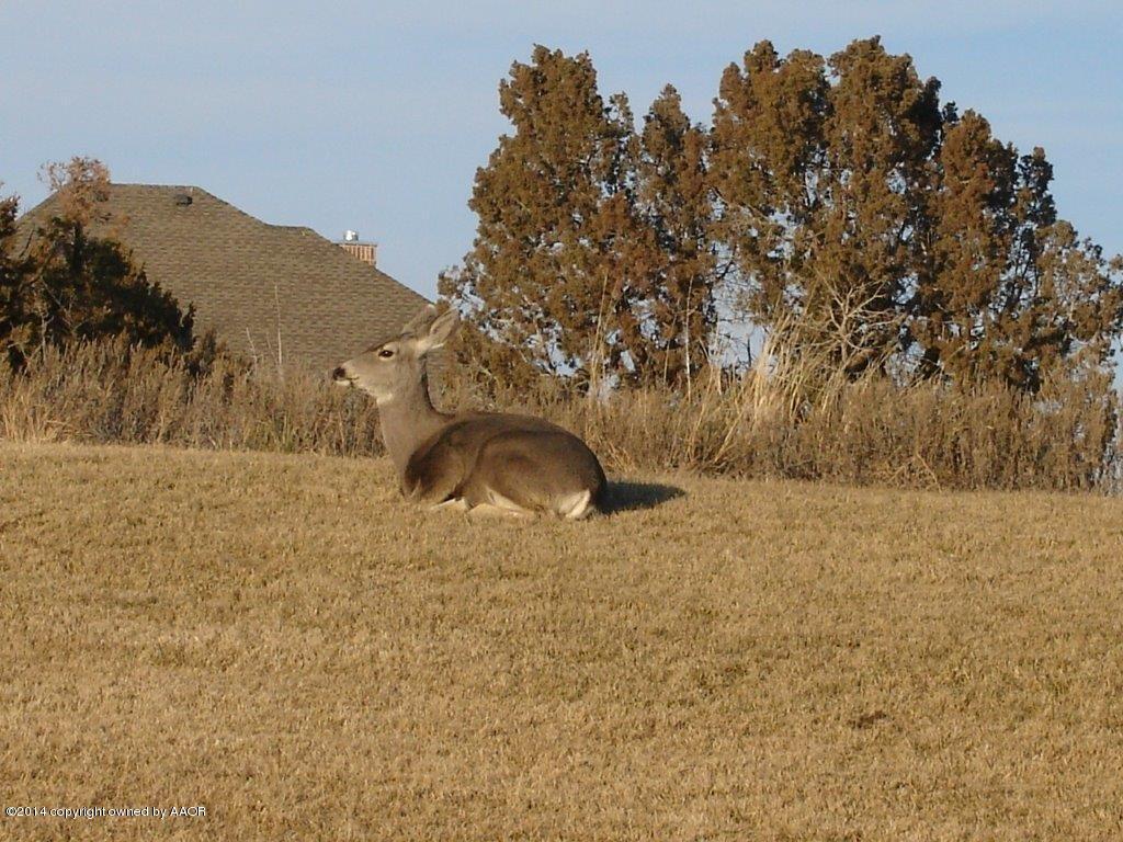 6670 Red Rock Road Amarillo, TX 79118 - Photo 69 of 71 A deer in the yard