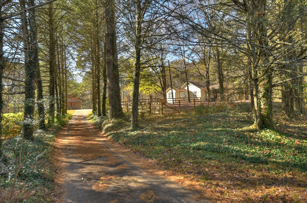 3380 Clear Creek Road Ellijay, GA 30536 - Photo 39 of 39 a view of yard with trees