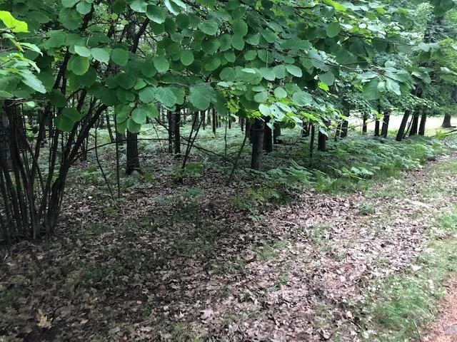 $7,500 | 6807 Beechnut Court, Stanwood, MI 49346