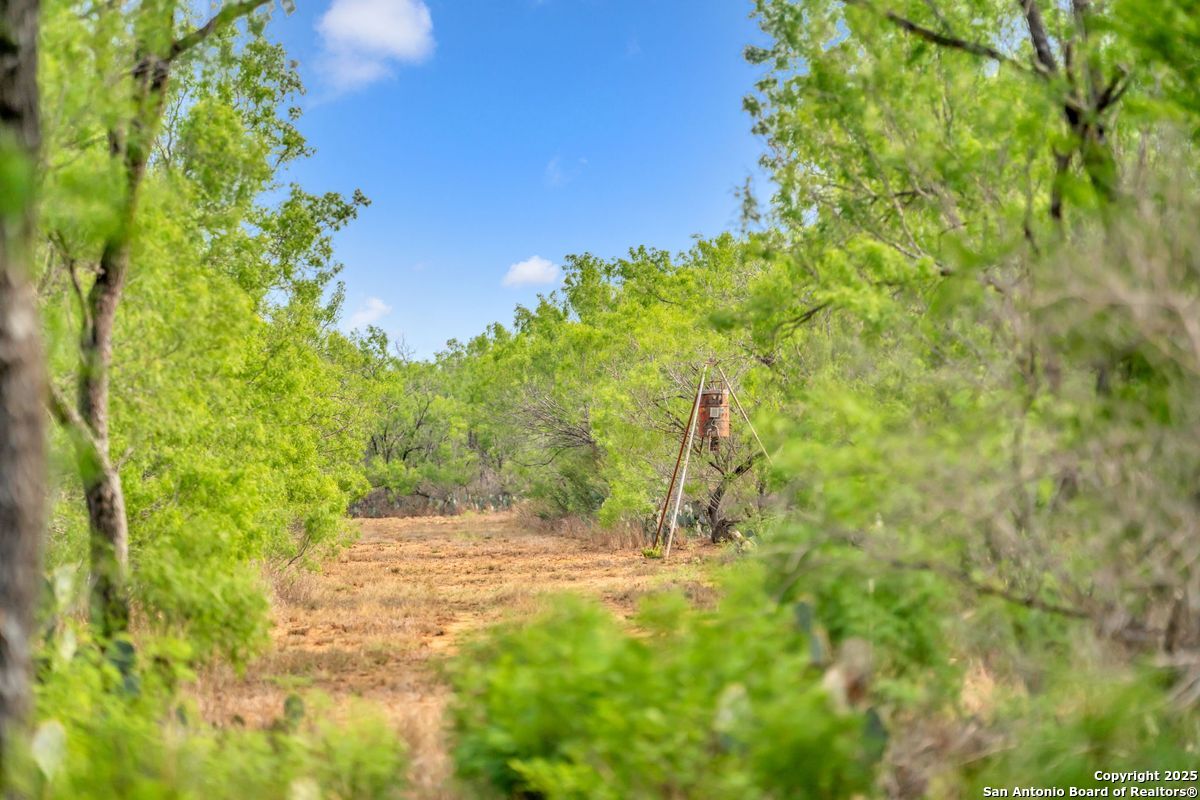 2654 Mathews Rnch Road Dilley, TX 78017 - Photo 12 of 39 a view of backyard with tree