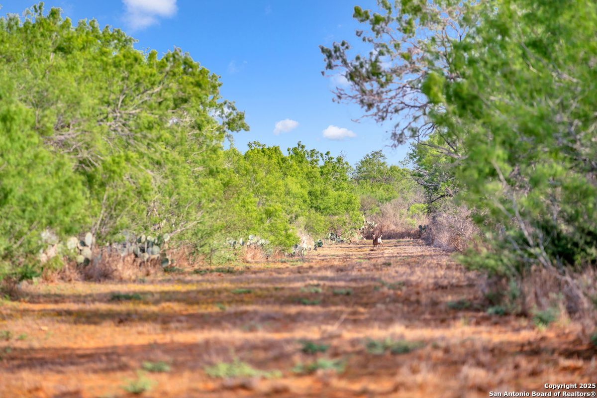 2654 Mathews Rnch Road Dilley, TX 78017 - Photo 13 of 39 a view of a yard with a tree